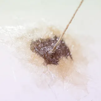 Polyester reparatie (2)